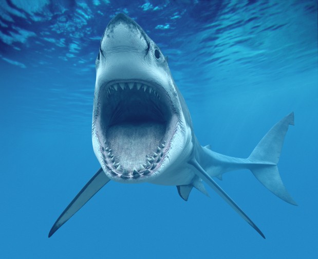 Woodridge, IL, USA --- Great White Shark Opening Mouth --- Image by © Denis Scott/Corbis